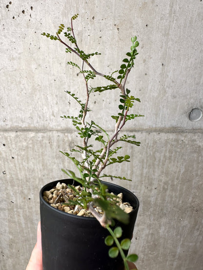 【現品限り】オペルクリカリア・パキプス 根挿し【AE2】 Operculicarya pachypus