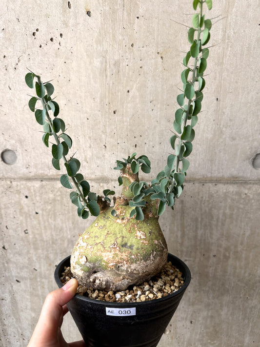 【現品限り】アデニア・スピノーサ 現地株 発根済み 4ヶ月管理【AE30】 Adenia spinosa