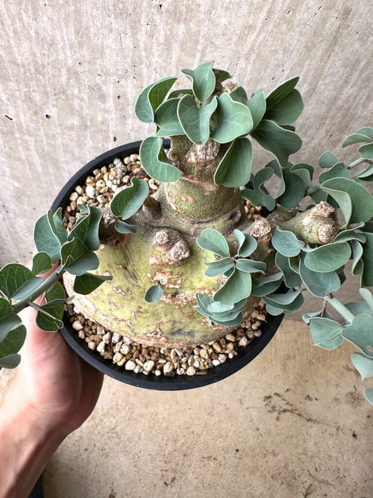 【現品限り】アデニア・スピノーサ 現地株 発根済み 4ヶ月管理【AE30】 Adenia spinosa