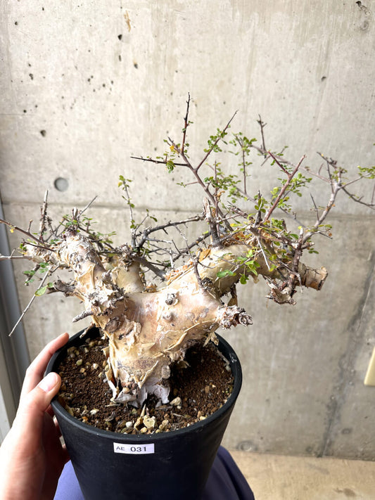 【現品限り】コミフォラ・カタフ ターカネンシス 現地株 発根済み 長期管理 極太【AE31】 Commiphora kataf turkanensis