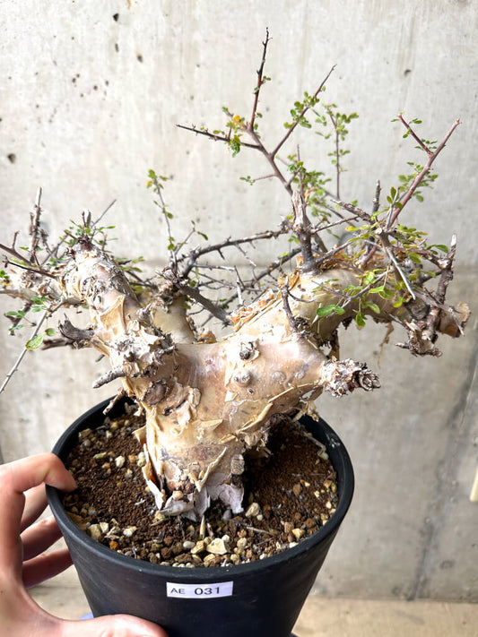 【現品限り】コミフォラ・カタフ ターカネンシス 現地株 発根済み 長期管理 極太【AE31】 Commiphora kataf turkanensis