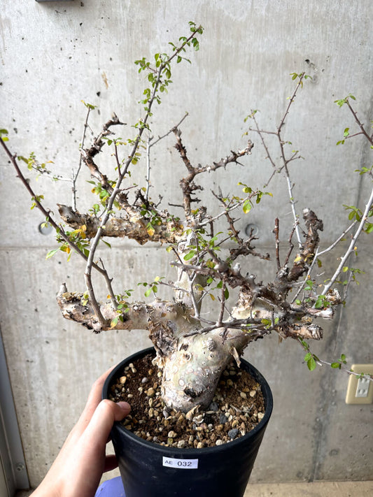 【現品限り】コミフォラ・カタフ ターカネンシス 現地株 発根済み 長期管理【AE32】 Commiphora kataf turkanensis
