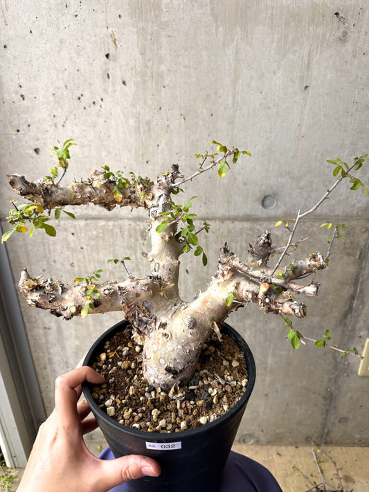 【現品限り】コミフォラ・カタフ ターカネンシス 現地株 発根済み 長期管理【AE32】 Commiphora kataf turkanensis