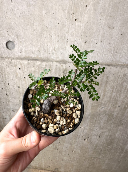 【現品限り】オペルクリカリア・パキプス 根挿し【AE6】 Operculicarya pachypus