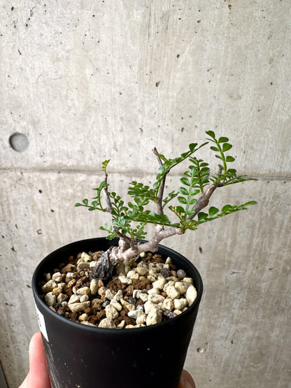 【現品限り】オペルクリカリア・パキプス 根挿し【AE6】 Operculicarya pachypus