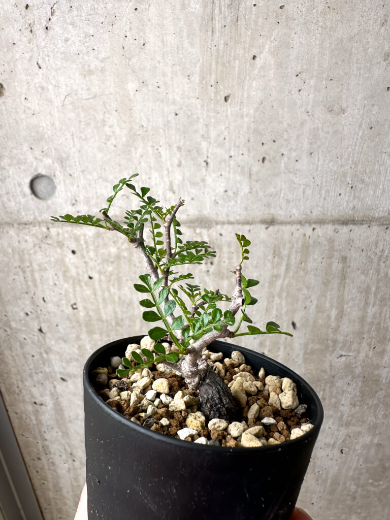 【現品限り】オペルクリカリア・パキプス 根挿し【AE6】 Operculicarya pachypus