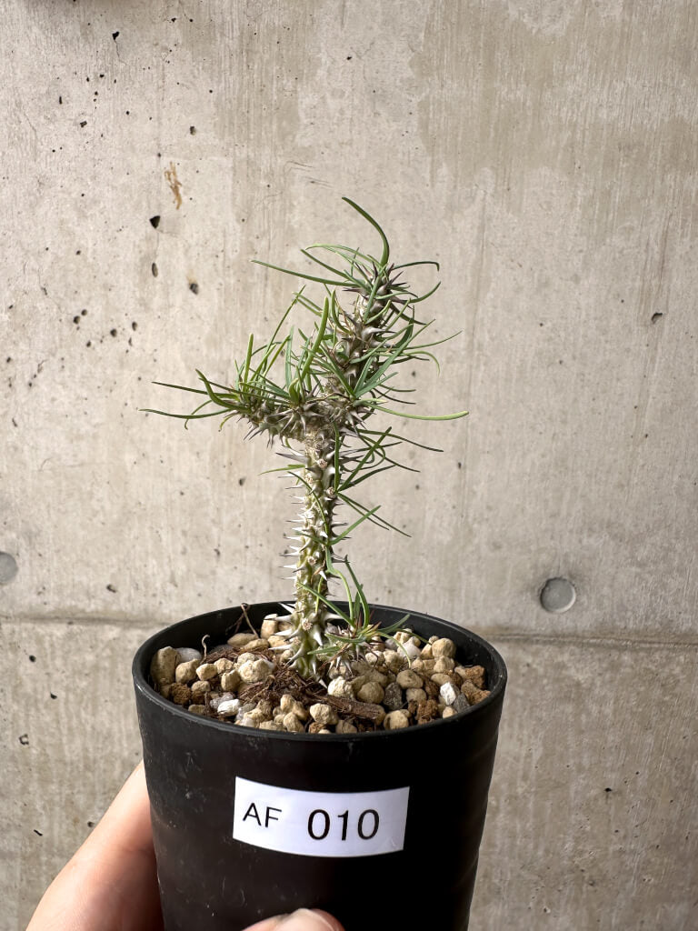 【現品限り】ユーフォルビア・ゴットレベイ 挿し木【AF10】 Euphorbia gottlebei