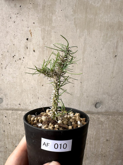 【現品限り】ユーフォルビア・ゴットレベイ 挿し木【AF10】 Euphorbia gottlebei