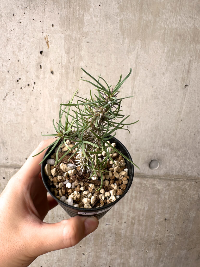 【現品限り】ユーフォルビア・ゴットレベイ 挿し木【AF10】 Euphorbia gottlebei