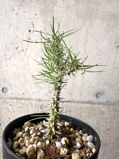 【現品限り】ユーフォルビア・ゴットレベイ 挿し木【AF10】 Euphorbia gottlebei