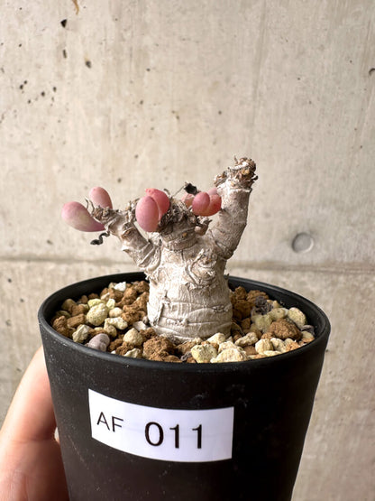 【現品限り】オトンナ・クラビフォリア【AF11】 Othonna clavifolia