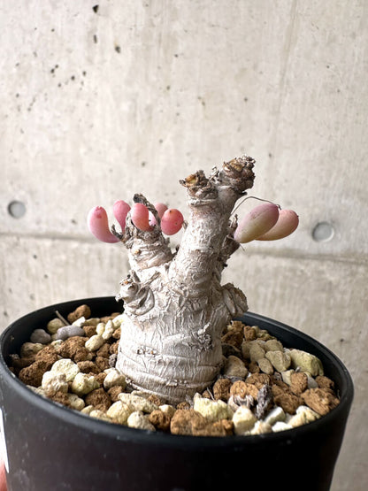 【現品限り】オトンナ・クラビフォリア【AF11】 Othonna clavifolia