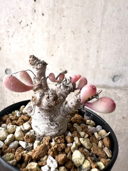 【現品限り】オトンナ・クラビフォリア【AF11】 Othonna clavifolia