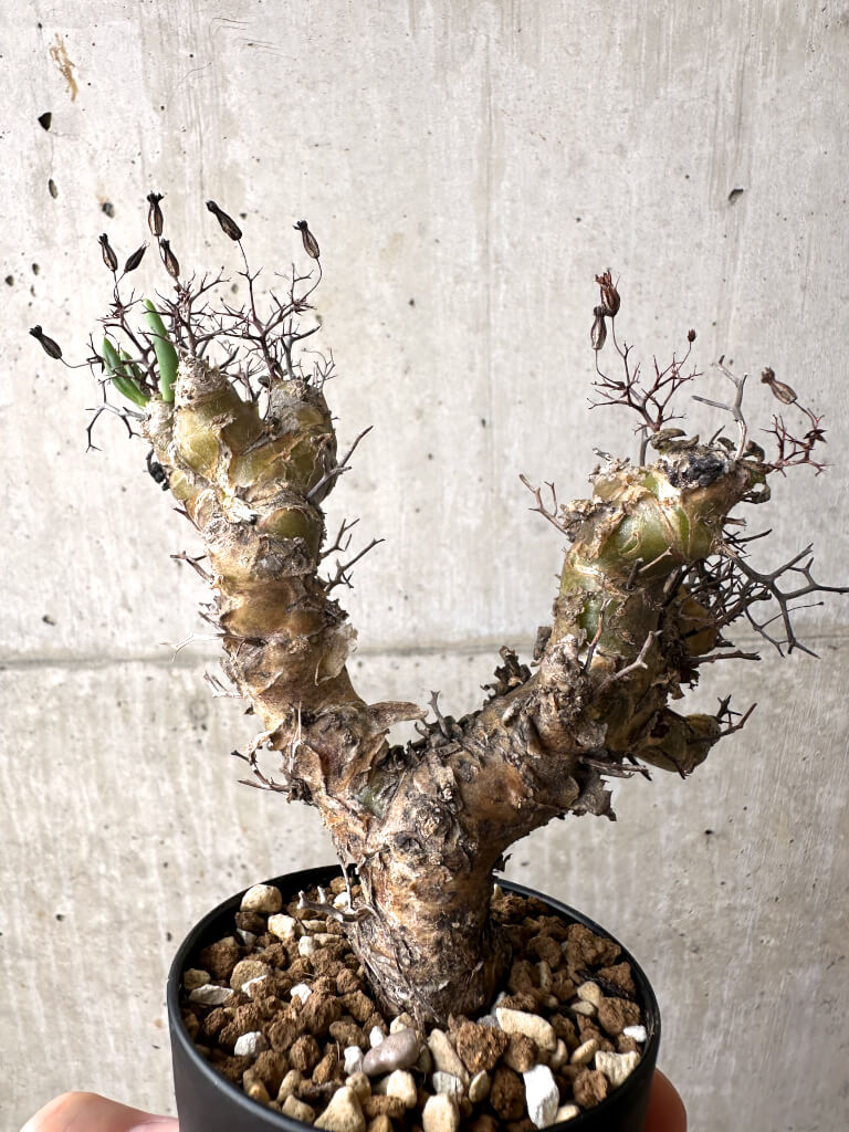 【現品限り】チレコドン・レティキュラーツス 万物想 挿し木 発根済み【AF13】 Tylecodon reticulatus