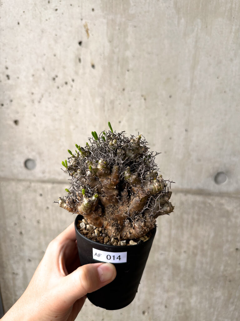 【現品限り】チレコドン・レティキュラーツス 万物想 挿し木 発根済み【AF14】 Tylecodon reticulatus