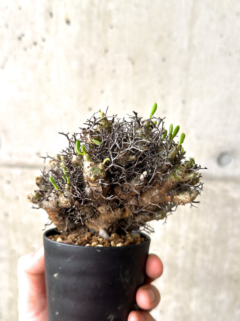 【現品限り】チレコドン・レティキュラーツス 万物想 挿し木 発根済み【AF14】 Tylecodon reticulatus