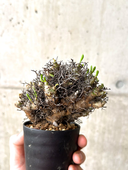 【現品限り】チレコドン・レティキュラーツス 万物想 挿し木 発根済み【AF14】 Tylecodon reticulatus