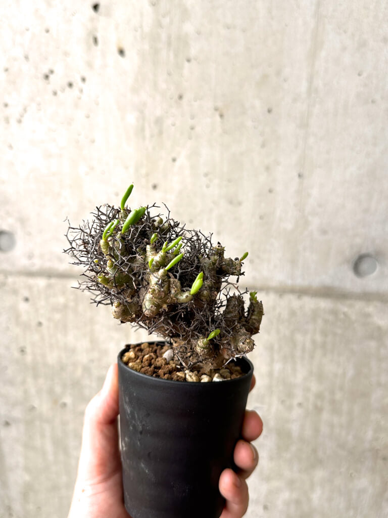 【現品限り】チレコドン・レティキュラーツス 万物想 挿し木 発根済み【AF14】 Tylecodon reticulatus