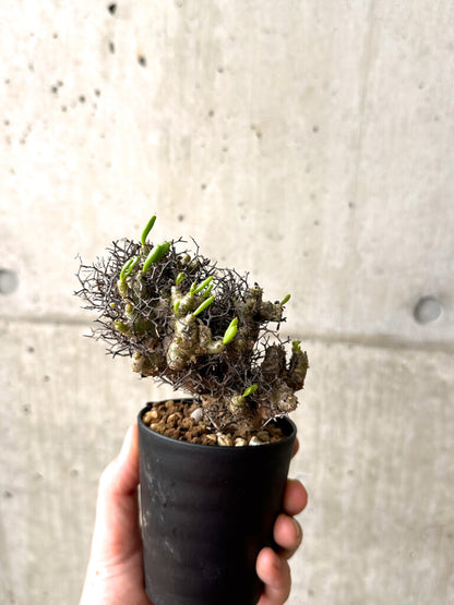 【現品限り】チレコドン・レティキュラーツス 万物想 挿し木 発根済み【AF14】 Tylecodon reticulatus