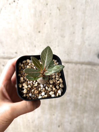 【現品限り】アデニウム・ソコトラナム 実生【AF15】 Adenium socotranum