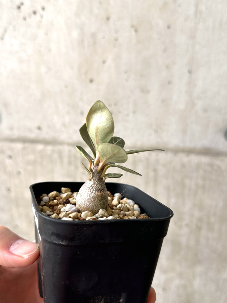 【現品限り】アデニウム・ソコトラナム 実生【AF15】 Adenium socotranum