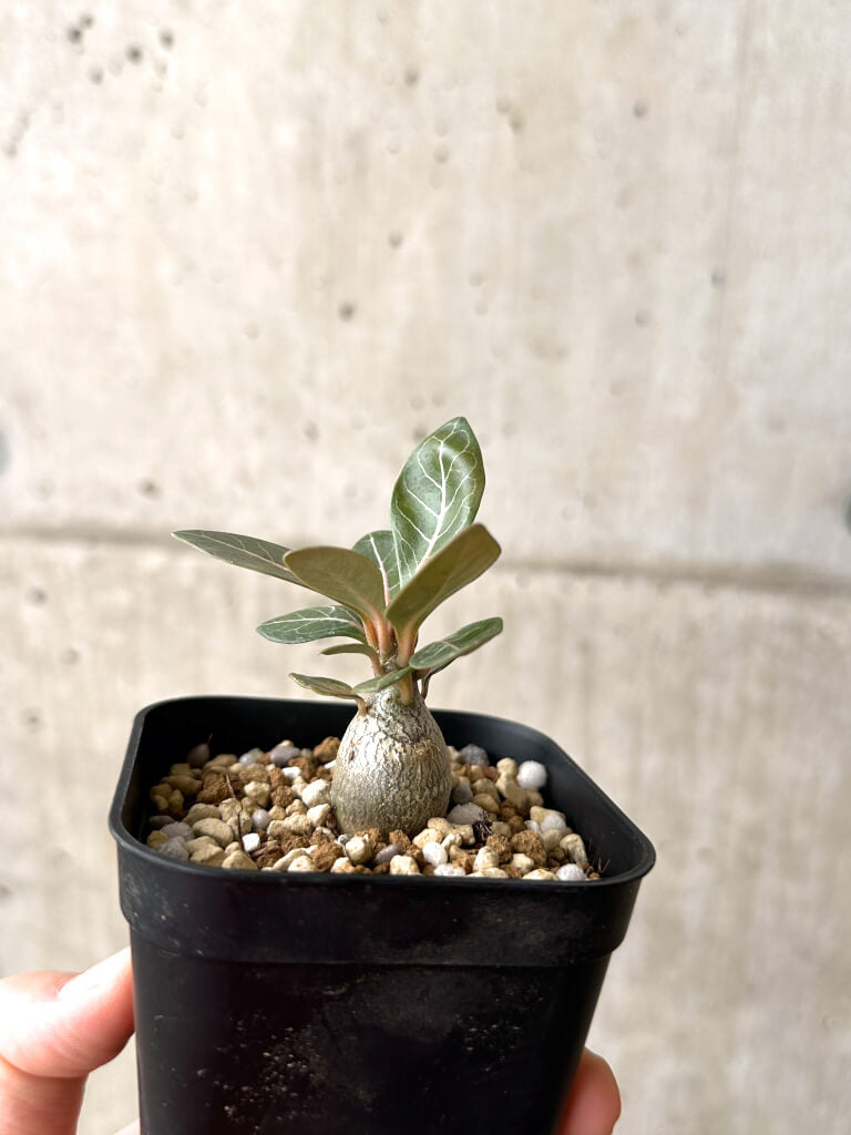 【現品限り】アデニウム・ソコトラナム 実生【AF15】 Adenium socotranum
