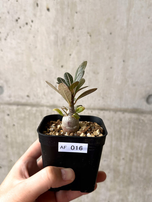 【現品限り】アデニウム・ソコトラナム 実生【AF16】 Adenium socotranum