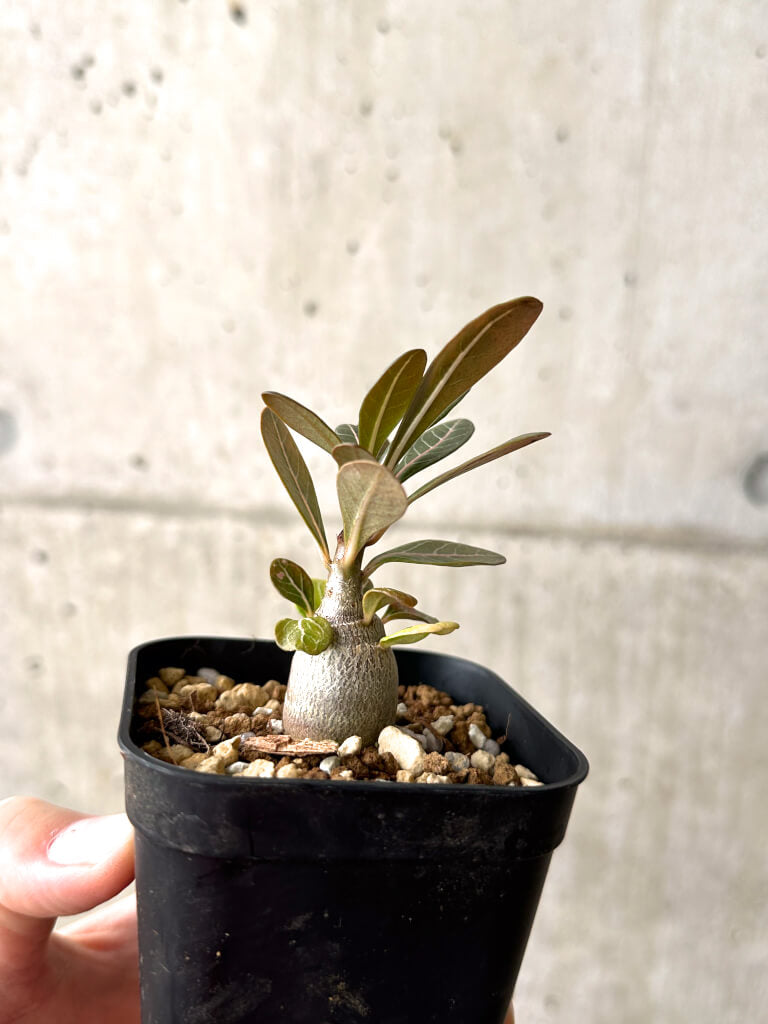 【現品限り】アデニウム・ソコトラナム 実生【AF16】 Adenium socotranum