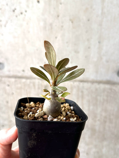 【現品限り】アデニウム・ソコトラナム 実生【AF16】 Adenium socotranum