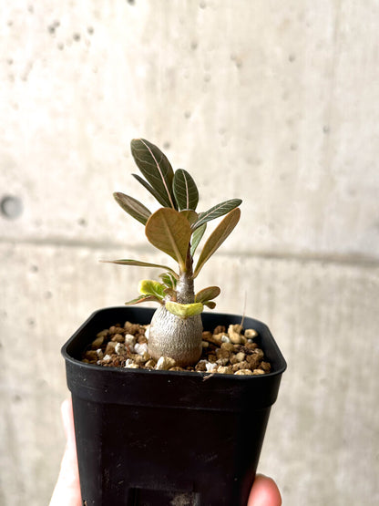 【現品限り】アデニウム・ソコトラナム 実生【AF16】 Adenium socotranum
