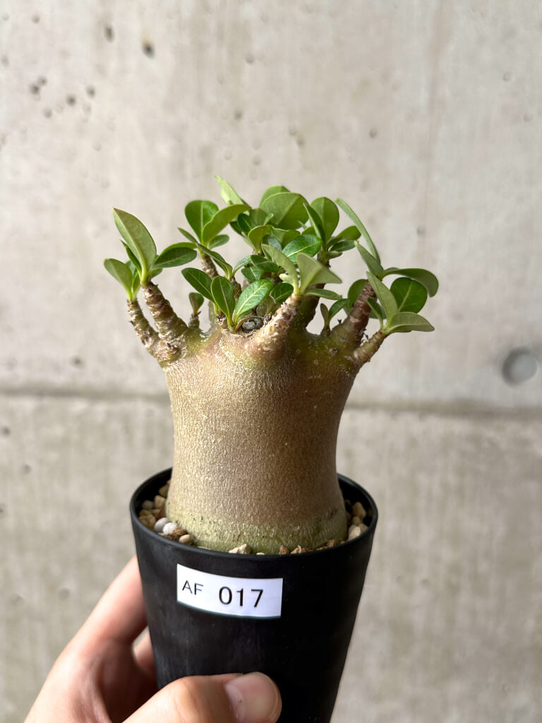 【現品限り】アデニウム・アラビカム ブラックスキン【AF17】 Adenium arabicum ‘Black skin’