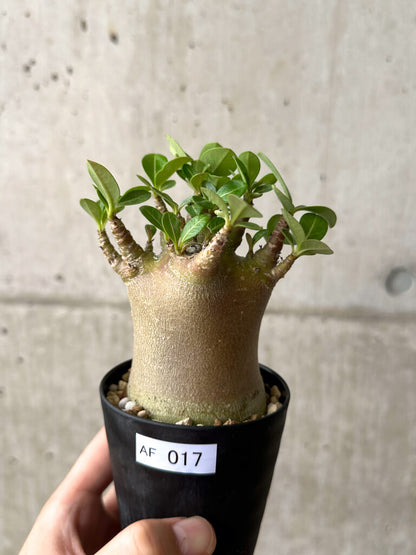【現品限り】アデニウム・アラビカム ブラックスキン【AF17】 Adenium arabicum ‘Black skin’
