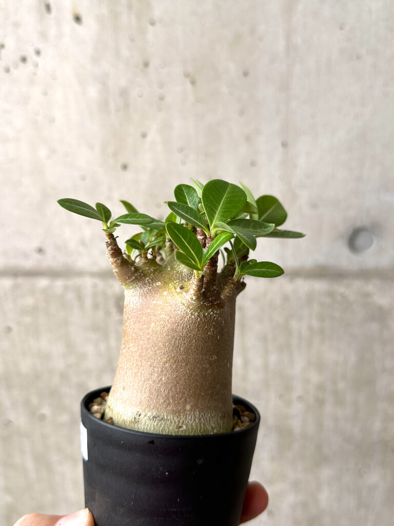 【現品限り】アデニウム・アラビカム ブラックスキン【AF17】 Adenium arabicum ‘Black skin’