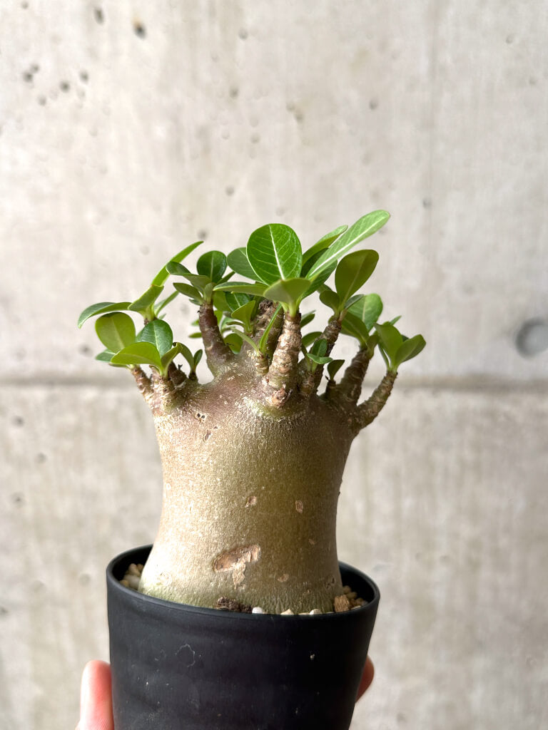 現品限り】アデニウム・アラビカム ブラックスキン【AF17】 Adenium