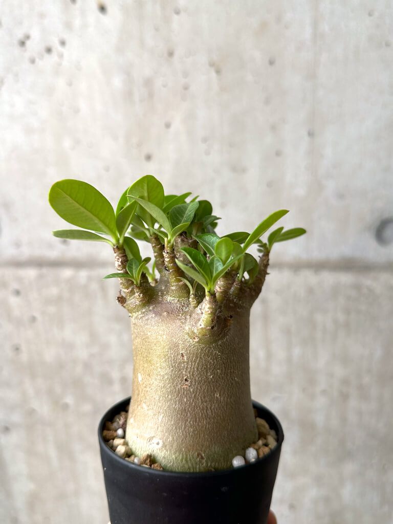 【現品限り】アデニウム・アラビカム ブラックスキン【AF17】 Adenium arabicum ‘Black skin’