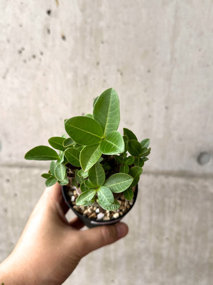 【現品限り】アデニウム・アラビカム ブラックスキン【AF18】 Adenium arabicum ‘Black skin’