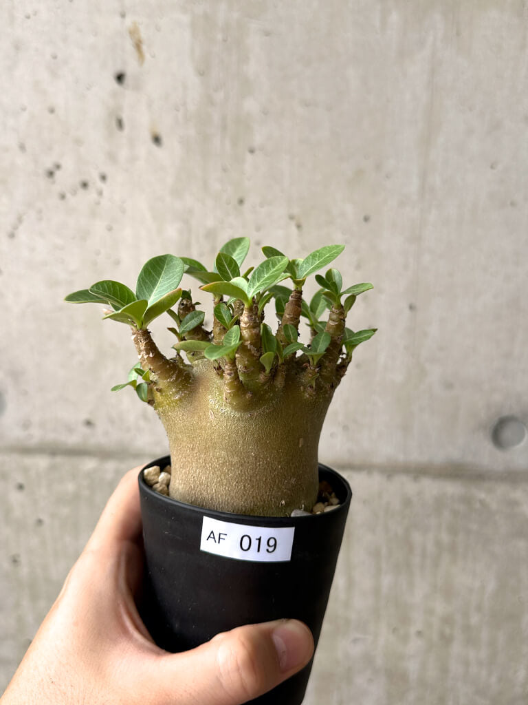 【現品限り】アデニウム・アラビカム ブラックスキン【AF19】 Adenium arabicum ‘Black skin’