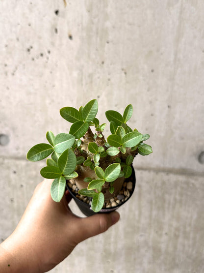 【現品限り】アデニウム・アラビカム ブラックスキン【AF19】 Adenium arabicum ‘Black skin’