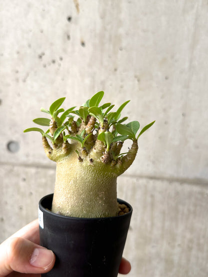 【現品限り】アデニウム・アラビカム ブラックスキン【AF19】 Adenium arabicum ‘Black skin’