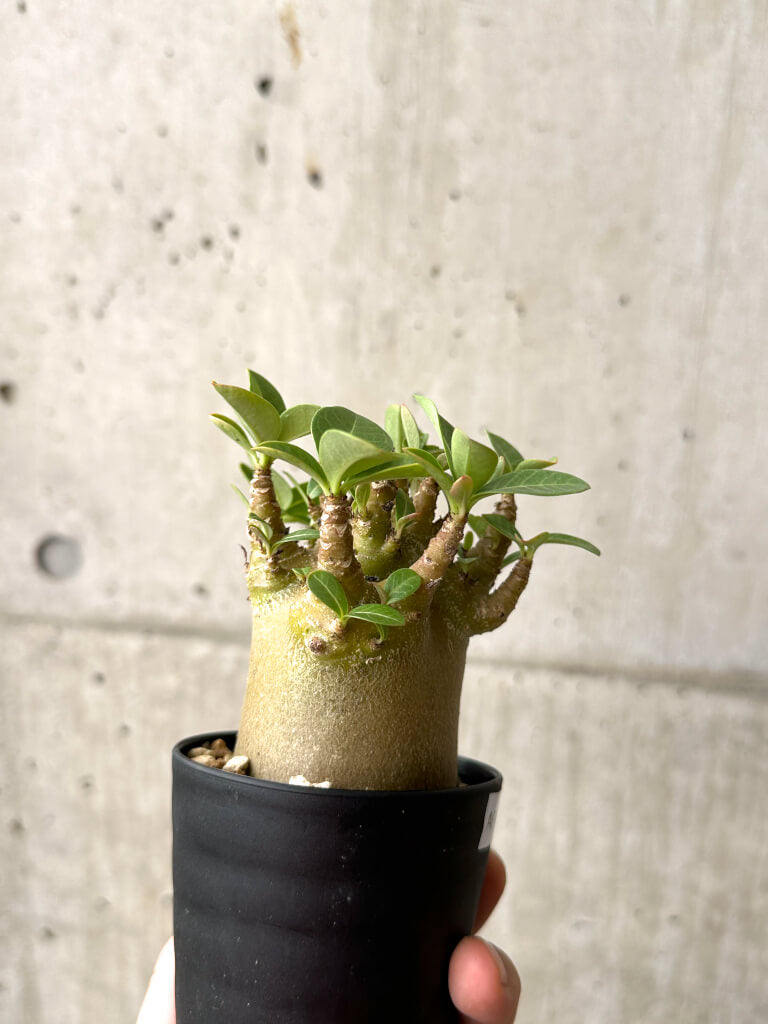 【現品限り】アデニウム・アラビカム ブラックスキン【AF19】 Adenium arabicum ‘Black skin’