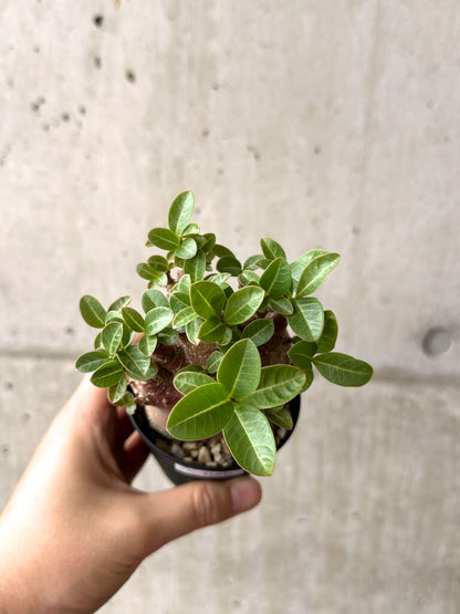 【現品限り】アデニウム・アラビカム ブラックスキン【AF20】 Adenium arabicum ‘Black skin’