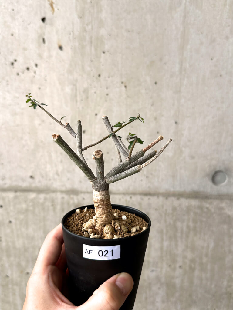 【現品限り】アデニア・サブセシフォリア 実生【AF21】 Adenia subsessilifolia