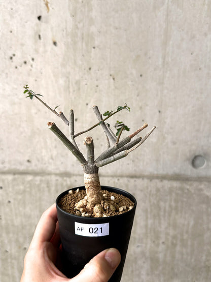 【現品限り】アデニア・サブセシフォリア 実生【AF21】 Adenia subsessilifolia