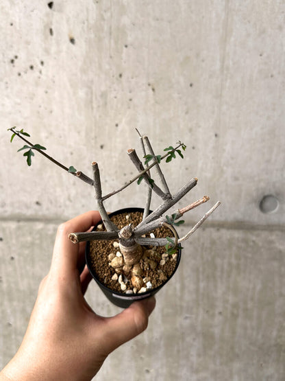 【現品限り】アデニア・サブセシフォリア 実生【AF21】 Adenia subsessilifolia