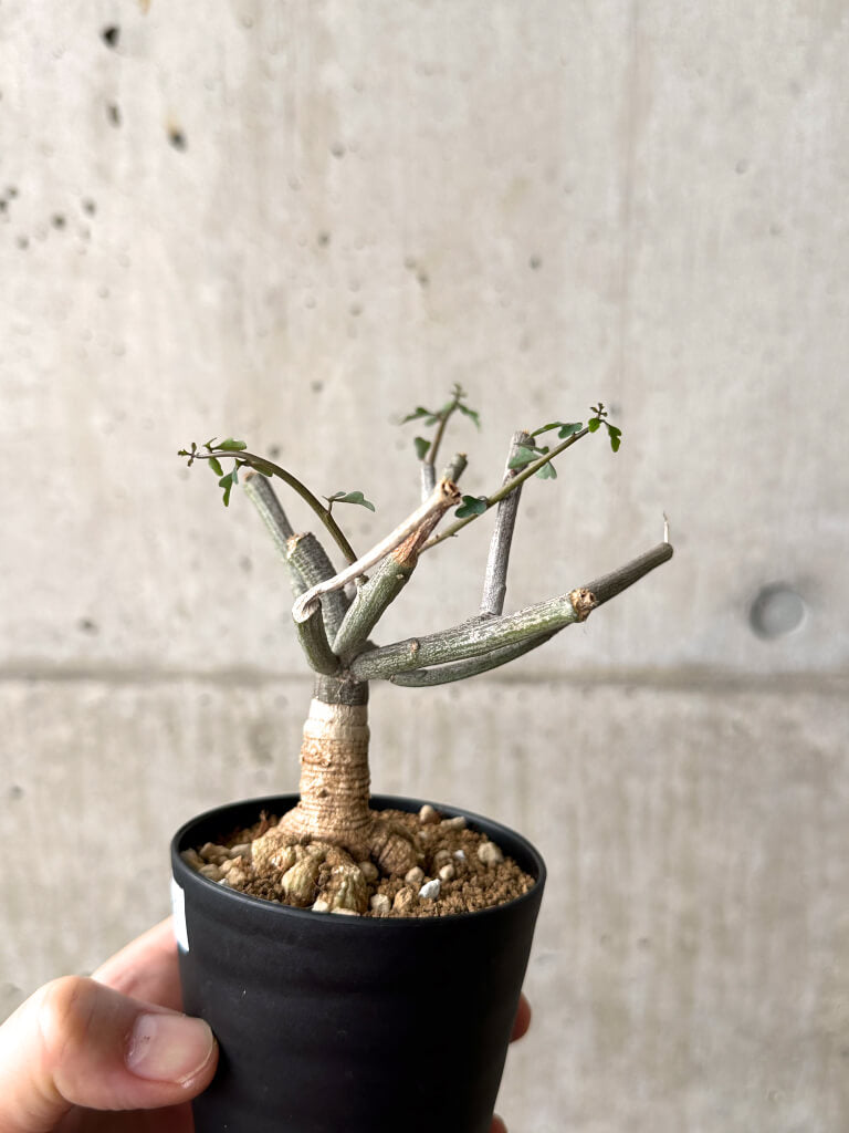 【現品限り】アデニア・サブセシフォリア 実生【AF21】 Adenia subsessilifolia