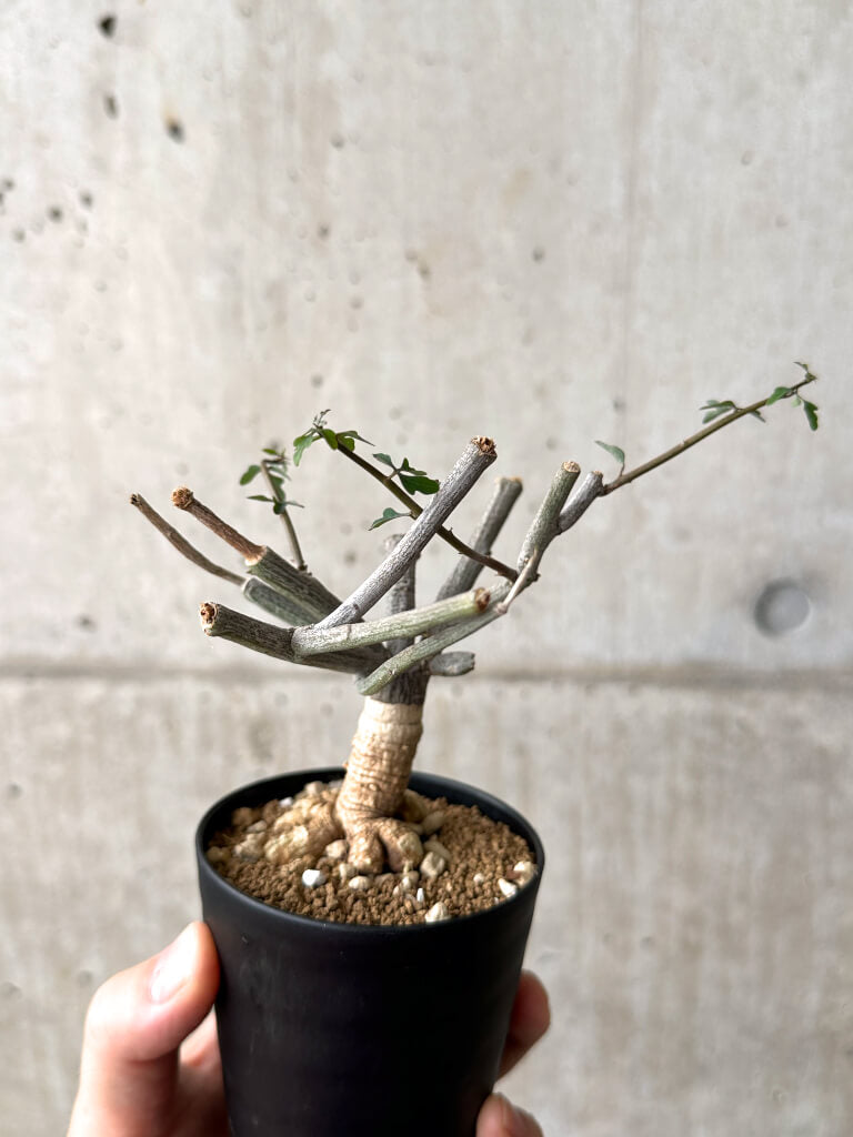 【現品限り】アデニア・サブセシフォリア 実生【AF21】 Adenia subsessilifolia