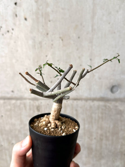 【現品限り】アデニア・サブセシフォリア 実生【AF21】 Adenia subsessilifolia
