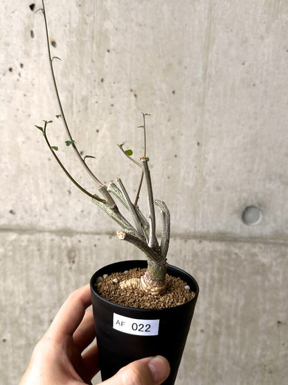 【現品限り】アデニア・サブセシフォリア 実生【AF22】 Adenia subsessilifolia