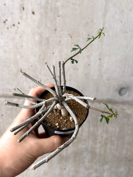 【現品限り】アデニア・サブセシフォリア 実生【AF23】 Adenia subsessilifolia