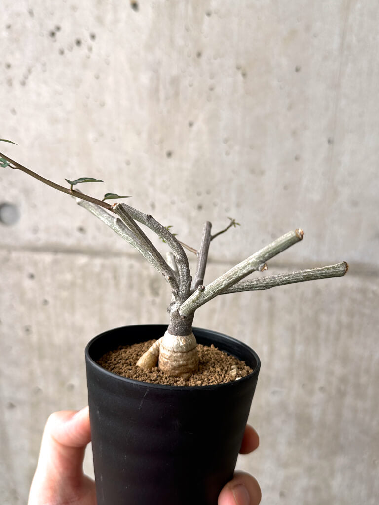 【現品限り】アデニア・サブセシフォリア 実生【AF24】 Adenia subsessilifolia